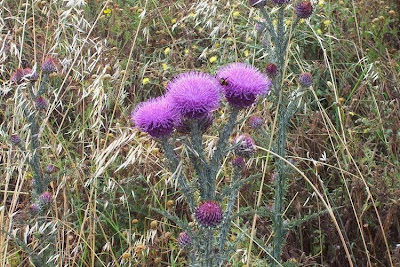 Onopordum illyricum,
cardo-ilírico,
Illyrian cottonthistle,
Illyrian thistle,
Onopordo maggiore