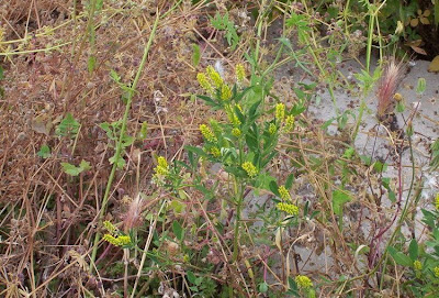 Melilotus indica,
anafe-menor,
Kleinblütiger Steinklee,
Meliloto d'India,
mélilot à petites fleurs,
sourclover,
trébol de olor
