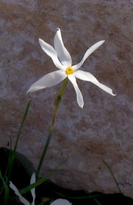 Narcissus serotinus,
Narciso autunnale,
Narcissus