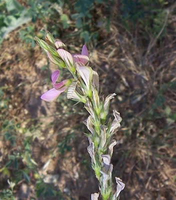 Onobrychis viciifolia,
common sainfoin,
Crocetta,
esparcet,
esparceta,
Fieno-santo,
holy-clover,
Lupinella comune,
pipirigallo,
sainfoin,
sanfeno