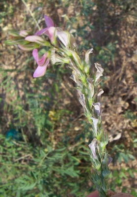 Onobrychis viciifolia,
common sainfoin,
Crocetta,
esparcet,
esparceta,
Fieno-santo,
holy-clover,
Lupinella comune,
pipirigallo,
sainfoin,
sanfeno