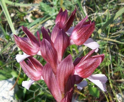 Orchis papilionacea,
Orchide a farfalla,
Pink Butterfly Orchid