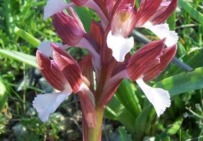 Orchis papilionacea,
Orchide a farfalla,
Pink Butterfly Orchid