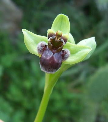 Ophrys bombyliflora,
Bumble Bee Orchid,
Ofride fior di Bombo