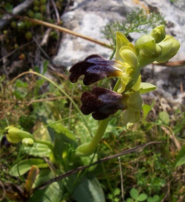 Ophrys fusca,
Ofride scura,
Sombre Bee Orchid