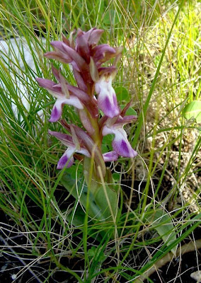 Orchis collina,
Orchide a sacco