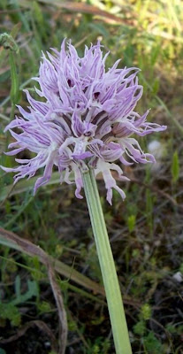 Orchis italica,
Naked Man Orchid,
Orchide italiana,
Uomo nudo