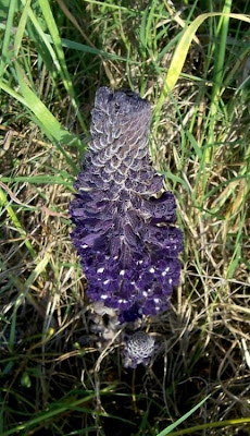 Orobanche lavandulacea,
erva-toura,
Lavender Broomrape,
Succiamele della Psoralea