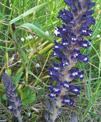 Orobanche lavandulacea,
erva-toura,
Lavender Broomrape,
Succiamele della Psoralea