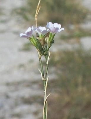 Petrorhagia saxifraga,
coat-flower,
Garofanina spaccasassi,
saxifrage pink,
saxifrage-pink,
tunic-flower,
Tunicflower