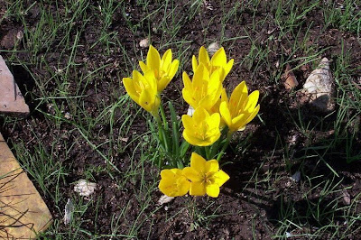 Sternbergia lutea,
lily-of-the-field,
winter daffodil,
winter-daffodil,
Yellow Star Flower,
Zafferanastro giallo