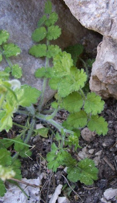 Tordylium apulum,
Mediterranean hartwort,
Ombrellini pugliesi