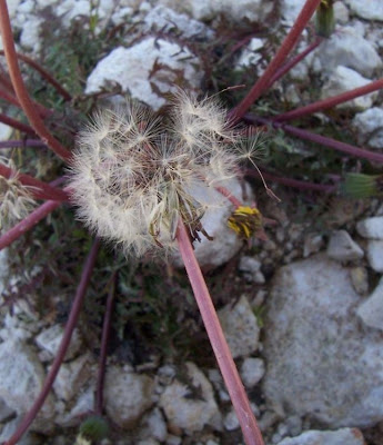 Taraxacum megalorrhizon,
Tarassaco a radice grossa