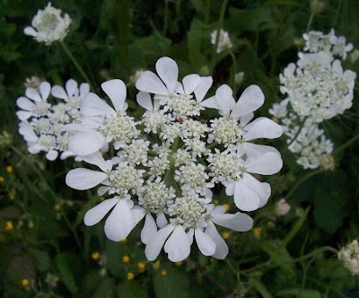 Tordylium officinale,
Ombrellini minori,
Seseli