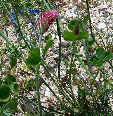 Trifolium incarnatum,
carnation clover,
crimson clover,
farouche,
Inkarnatklee,
Italian clover,
scarlet clover,
trevo-encarnado,
trevo-vermelho,
Trifoglio incarnato,
trèfle incarnat,
trébol encarnado