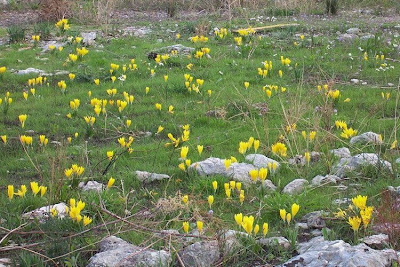 Sternbergia lutea,
lily-of-the-field,
winter daffodil,
winter-daffodil,
Yellow Star Flower,
Zafferanastro giallo