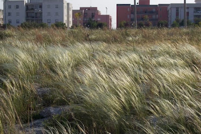 Stipa austroitalica,
Lino delle fate piumoso,
Pennacchini,
Piumette,
Piumini