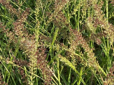 Tragus racemosus,
carretes,
European Bur Grass,
Klettengras,
Lappola,
large carrot-seed grass,
spike bur grass,
stalked bur grass,
stalked burr grass,
tragus à grappes