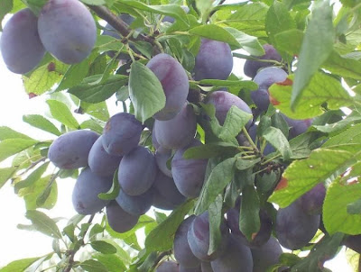 Prunus domestica,
ameixa-comum,
ameixa-européia,
ameixa-japonêsa,
ameixa-preta,
ameixa-roxa,
ameixa-vermela,
European plum,
ou zhou li,
Pruno,
Susino