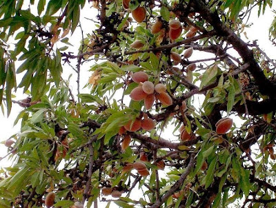 Prunus dulcis,
almendro,
almond,
amandier,
amandier commun,
amendo,
amendoeira,
amêndoa-amarga,
amêndoa-doce,
bian tao,
bitter almond,
Bittermandelbaum,
Common Almond,
Mandel,
Mandelbaum,
Mandorlo,
sweet almond