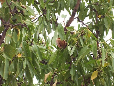 Prunus dulcis,
almendro,
almond,
amandier,
amandier commun,
amendo,
amendoeira,
amêndoa-amarga,
amêndoa-doce,
bian tao,
bitter almond,
Bittermandelbaum,
Common Almond,
Mandel,
Mandelbaum,
Mandorlo,
sweet almond