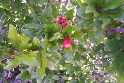 Punica granatum,
granado,
Granatapfelbaum,
Granatapfelstrauch,
grenadier,
mangrano,
Melograno,
pomegranate,
Pomo granato,
romanzeiro,
romeira,
romeira-da-granada,
romã,
romã-de-flor-dobrada,
zakuro