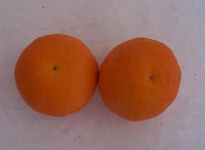 Citrus deliciosa,
avana,
gallego,
Italian tangerine,
mandarina,
Mandarine,
mandarinier commun,
mandarino,
Mediterranean mandarin,
palermo,
setúbal,
willow-leaf mandarin