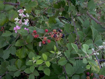 Rubus ulmifolius,
Elm Leaf Blackberry,
elm-leaf blackberry,
elmleaf blackberry,
Rovo comune,
Sand-Brombeere,
zarzamora