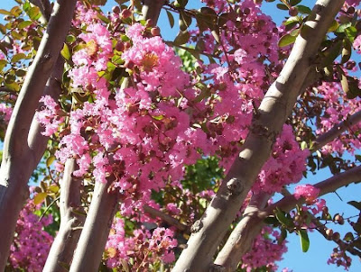 Lagerstroemia indica,
crape myrtle,
crapemyrtle,
crepe myrtle,
crepeflower,
escumilha,
Lagerstremia