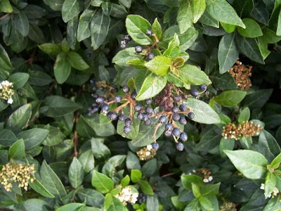 Viburnum tinus,
Laurentino,
laurier tin,
laurustinus,
Laurutinu,
Lintàggini,
Viburno-tino