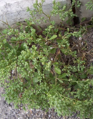 Polycarpon tetraphyllum,
Four Leaved Allseed,
fourleaf manyseed,
Migliarina a 4 foglie,
polycarpe à 4 feuilles,
Vierblättriges Nagelkraut