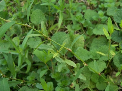 Polygonum patulum,
Bellard's smartweed,
Poligono a foglie larghe,
Red Knotgrass