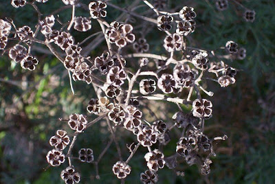 Ruta chalepensis,
fringed rue,
Rue,
Ruta d'Aleppo