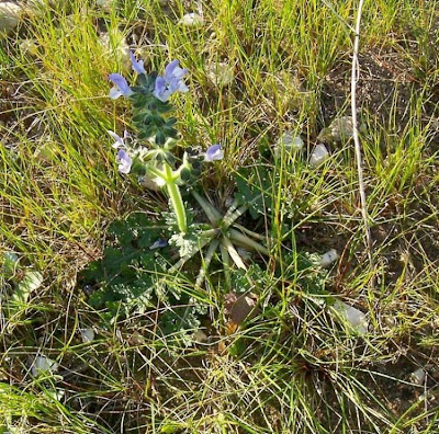 Salvia multifida,
Salvia celestina