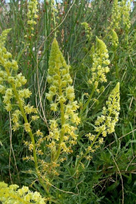 Image of Reseda lutea,
cut-leaf mignonette,
gabarro,
Gelber Wau,
hasadi,
khuzam,
minhonete,
Reseda comune,
reseda-amarela,
reseda-silvestre,
réséda jaune,
wild mignonette,
yellow mignonette Reseda lutea,
cut-leaf mignonette,
gabarro,
Gelber Wau,
hasadi,
khuzam,
minhonete,
Reseda comune,
reseda-amarela,
reseda-silvestre,
réséda jaune,
wild mignonette,
yellow mignonette