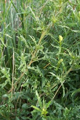 Image of Reseda lutea,
cut-leaf mignonette,
gabarro,
Gelber Wau,
hasadi,
khuzam,
minhonete,
Reseda comune,
reseda-amarela,
reseda-silvestre,
réséda jaune,
wild mignonette,
yellow mignonette Reseda lutea,
cut-leaf mignonette,
gabarro,
Gelber Wau,
hasadi,
khuzam,
minhonete,
Reseda comune,
reseda-amarela,
reseda-silvestre,
réséda jaune,
wild mignonette,
yellow mignonette