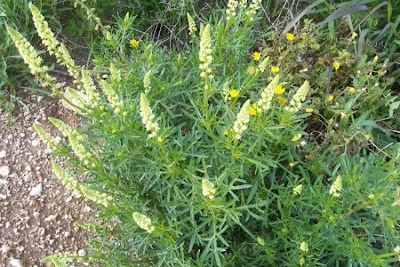 Image of Reseda lutea,
cut-leaf mignonette,
gabarro,
Gelber Wau,
hasadi,
khuzam,
minhonete,
Reseda comune,
reseda-amarela,
reseda-silvestre,
réséda jaune,
wild mignonette,
yellow mignonette Reseda lutea,
cut-leaf mignonette,
gabarro,
Gelber Wau,
hasadi,
khuzam,
minhonete,
Reseda comune,
reseda-amarela,
reseda-silvestre,
réséda jaune,
wild mignonette,
yellow mignonette