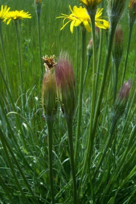 Scorzonera villosa,
Scorzonera spinulosa,
Villous Viper's Grass