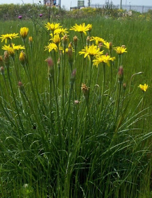 Image of Scorzonera villosa,
Scorzonera spinulosa,
Villous Viper's Grass Scorzonera villosa,
Scorzonera spinulosa,
Villous Viper's Grass