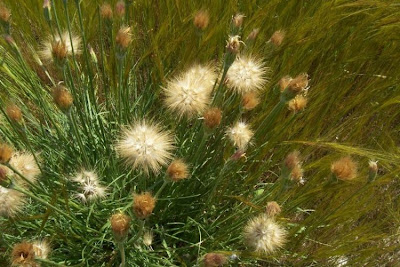 Scorzonera villosa,
Scorzonera spinulosa,
Villous Viper's Grass