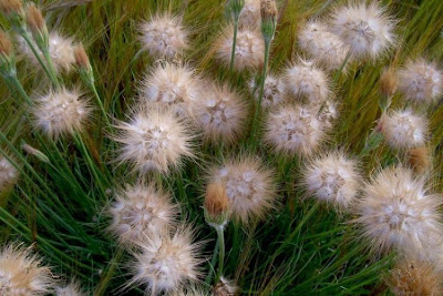 Image of Scorzonera villosa,
Scorzonera spinulosa,
Villous Viper's Grass Scorzonera villosa,
Scorzonera spinulosa,
Villous Viper's Grass