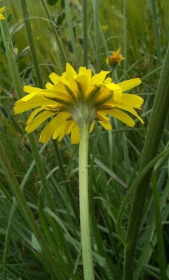 Image of Scorzonera villosa,
Scorzonera spinulosa,
Villous Viper's Grass Scorzonera villosa,
Scorzonera spinulosa,
Villous Viper's Grass
