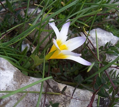 Romulea bulbocodium,
Violet Romulea,
Zafferanetto comune