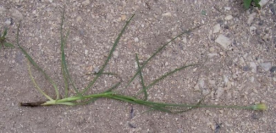 Scorzonera villosa,
Scorzonera spinulosa,
Villous Viper's Grass