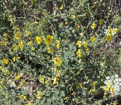 Verbascum sinuatum,
Verbasco sinuoso,
Wavy Leaved Mullein,
wavyleaf mullein