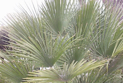 Chamaerops humilis,
dwarf fan palm,
European fan palm,
Palma di S.Pietro,
Palma nana,
palmeira-anã,
palmeira-vassoureira,
palmera enana,
palmier nain,
palmito,
Zwergpalme