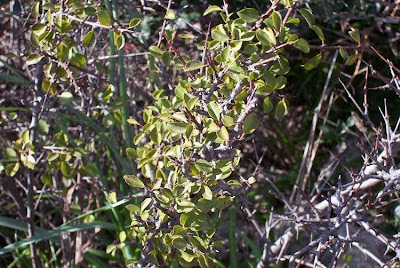 Rhamnus saxatilis,
Licio italiano,
Prunello,
Ranno spinello,
rock buckthorn