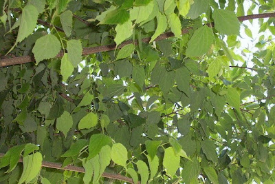 Celtis australis,
Bagolaro comune,
European hackberry,
European nettletree,
honey-berry,
lotetree,
Mediterranean hackberry,
netelboom,
nettletree,
Southern Nettle Tree