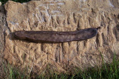 Ceratonia siliqua,
alfarrabeira,
alfarrobeira,
algarrobo,
carob,
caroba,
caroube,
caroubier,
Carrubo,
Johannisbrotbraum,
Locust Pods,
locust-bean,
St. John's bread,
St. John's-bread