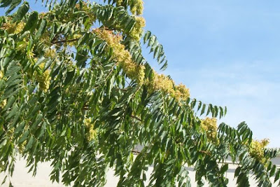 Ailanthus altissima,
ailanthus,
Albero del paradiso,
China-sumac,
Chinese tree-of-heaven,
copal tree,
hemelboom,
stinktree,
tree of heaven,
tree-of-heaven,
varnishtree